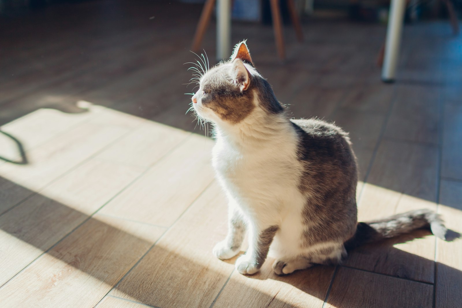 リビングでくつろぐ猫